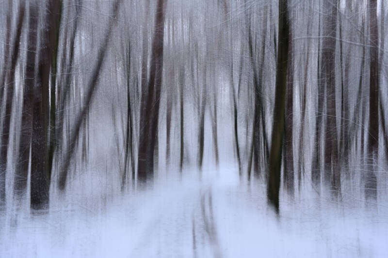 A Dreamwalk In A Winter Forest