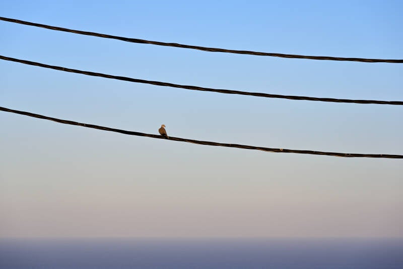 A Pigeon on the Line