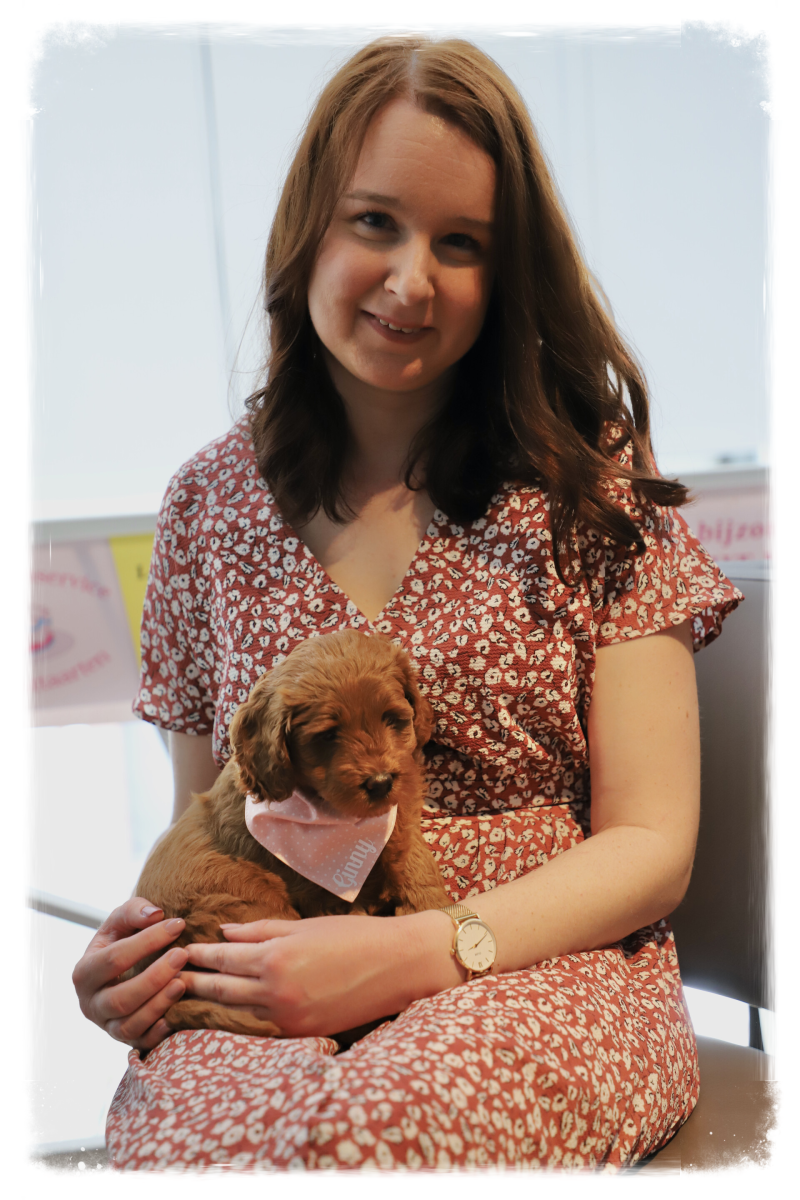 Desernootjes D-doodles Australian Labradoodles puppies Montfort Limburg