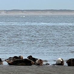 #terschelling #zand #zon #zee #duin #drenkelingenhuisje #amelandergat #ameland #vuurtoren #brandaris #4x4 #drijfzand #strandrijden #barnsteen #vogelskijken #eb #vloed #sterrenkijken #melkweg #zonsopgang #zonsondergang #foto’s #noorderlicht #aurora #vliela