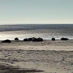 #terschelling #zand #zon #zee #duin #drenkelingenhuisje #amelandergat #ameland #vuurtoren #brandaris #4x4 #drijfzand #strandrijden #barnsteen #vogelskijken #eb #vloed #sterrenkijken #melkweg #zonsopgang #zonsondergang #foto’s #noorderlicht #aurora #vliela