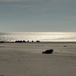 #terschelling #zand #zon #zee #duin #drenkelingenhuisje #amelandergat #ameland #vuurtoren #brandaris #4x4 #drijfzand #strandrijden #barnsteen #vogelskijken #eb #vloed #sterrenkijken #melkweg #zonsopgang #zonsondergang #foto’s #noorderlicht #aurora #vliela