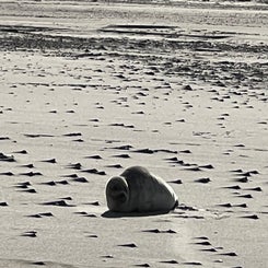 #terschelling #zand #zon #zee #duin #drenkelingenhuisje #amelandergat #ameland #vuurtoren #brandaris #4x4 #drijfzand #strandrijden #barnsteen #vogelskijken #eb #vloed #sterrenkijken #melkweg #zonsopgang #zonsondergang #foto’s #noorderlicht #aurora #vliela