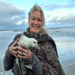 #ameland, #amelandergat, #zeehonden, #pieterburen, #vlieland,#terschelling  #rederijdoeksen, #bedandbreakfastterschelling,#bedandrelaxterschelling, #volkswagen #amarok, #terreinrijden, #strandrijden, #strandrijdenterschelling, #brandaris, #ervaarterschell