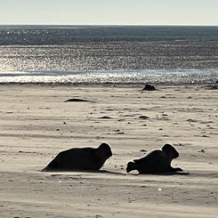 #terschelling #zand #zon #zee #duin #drenkelingenhuisje #amelandergat #ameland #vuurtoren #brandaris #4x4 #drijfzand #strandrijden #barnsteen #vogelskijken #eb #vloed #sterrenkijken #melkweg #zonsopgang #zonsondergang #foto’s #noorderlicht #aurora #vliela