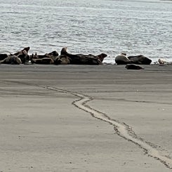 #terschelling #zand #zon #zee #duin #drenkelingenhuisje #amelandergat #ameland #vuurtoren #brandaris #4x4 #drijfzand #strandrijden #barnsteen #vogelskijken #eb #vloed #sterrenkijken #melkweg #zonsopgang #zonsondergang #foto’s #noorderlicht #aurora #vliela