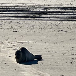 #terschelling #zand #zon #zee #duin #drenkelingenhuisje #amelandergat #ameland #vuurtoren #brandaris #4x4 #drijfzand #strandrijden #barnsteen #vogelskijken #eb #vloed #sterrenkijken #melkweg #zonsopgang #zonsondergang #foto’s #noorderlicht #aurora #vliela