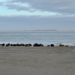 #terschelling #zand #zon #zee #duin #drenkelingenhuisje #amelandergat #ameland #vuurtoren #brandaris #4x4 #drijfzand #strandrijden #barnsteen #vogelskijken #eb #vloed #sterrenkijken #melkweg #zonsopgang #zonsondergang #foto’s #noorderlicht #aurora #vliela