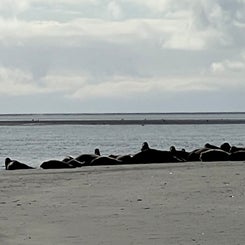 #terschelling #zand #zon #zee #duin #drenkelingenhuisje #amelandergat #ameland #vuurtoren #brandaris #4x4 #drijfzand #strandrijden #barnsteen #vogelskijken #eb #vloed #sterrenkijken #melkweg #zonsopgang #zonsondergang #foto’s #noorderlicht #aurora #vliela