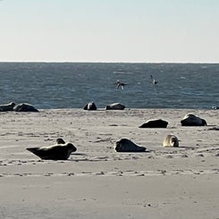 #terschelling #zand #zon #zee #duin #drenkelingenhuisje #amelandergat #ameland #vuurtoren #brandaris #4x4 #drijfzand #strandrijden #barnsteen #vogelskijken #eb #vloed #sterrenkijken #melkweg #zonsopgang #zonsondergang #foto’s #noorderlicht #aurora #vliela
