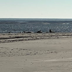 #terschelling #zand #zon #zee #duin #drenkelingenhuisje #amelandergat #ameland #vuurtoren #brandaris #4x4 #drijfzand #strandrijden #barnsteen #vogelskijken #eb #vloed #sterrenkijken #melkweg #zonsopgang #zonsondergang #foto’s #noorderlicht #aurora #vliela