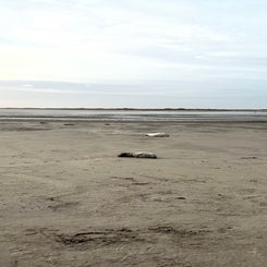 #terschelling #zand #zon #zee #duin #drenkelingenhuisje #amelandergat #ameland #vuurtoren #brandaris #4x4 #drijfzand #strandrijden #barnsteen #vogelskijken #eb #vloed #sterrenkijken #melkweg #zonsopgang #zonsondergang #foto’s #noorderlicht #aurora #vliela