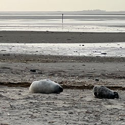#terschelling #zand #zon #zee #duin #drenkelingenhuisje #amelandergat #ameland #vuurtoren #brandaris #4x4 #drijfzand #strandrijden #barnsteen #vogelskijken #eb #vloed #sterrenkijken #melkweg #zonsopgang #zonsondergang #foto’s #noorderlicht #aurora #vliela
