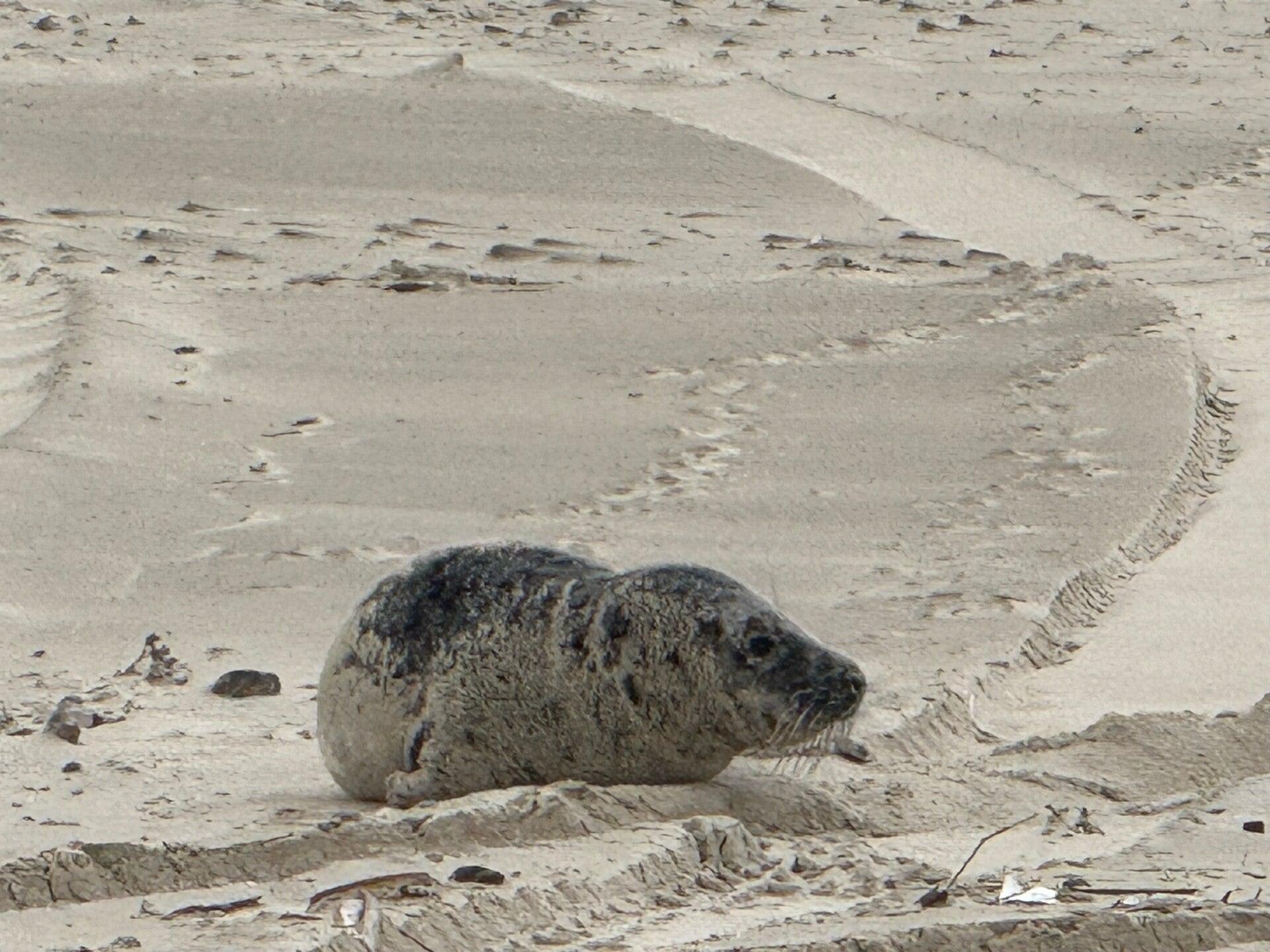 #ameland, #amelandergat, #zeehonden, #pieterburen, #vlieland,#terschelling  #rederijdoeksen, #bedandbreakfastterschelling,#bedandrelaxterschelling, #volkswagen #amarok, #terreinrijden, #strandrijden, #strandrijdenterschelling, #brandaris, #ervaarterschell