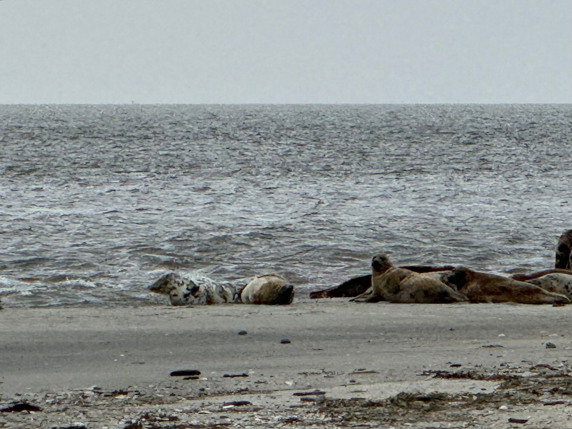 #ameland, #amelandergat, #zeehonden, #pieterburen, #vlieland,#terschelling  #rederijdoeksen, #bedandbreakfastterschelling,#bedandrelaxterschelling, #volkswagen #amarok, #terreinrijden, #strandrijden, #strandrijdenterschelling, #brandaris, #ervaarterschell