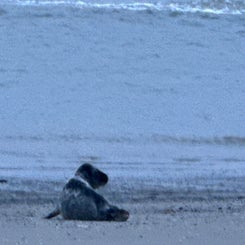 #ameland, #amelandergat, #zeehonden, #pieterburen, #vlieland,#terschelling  #rederijdoeksen, #bedandbreakfastterschelling,#bedandrelaxterschelling, #volkswagen #amarok, #terreinrijden, #strandrijden, #strandrijdenterschelling, #brandaris, #ervaarterschell