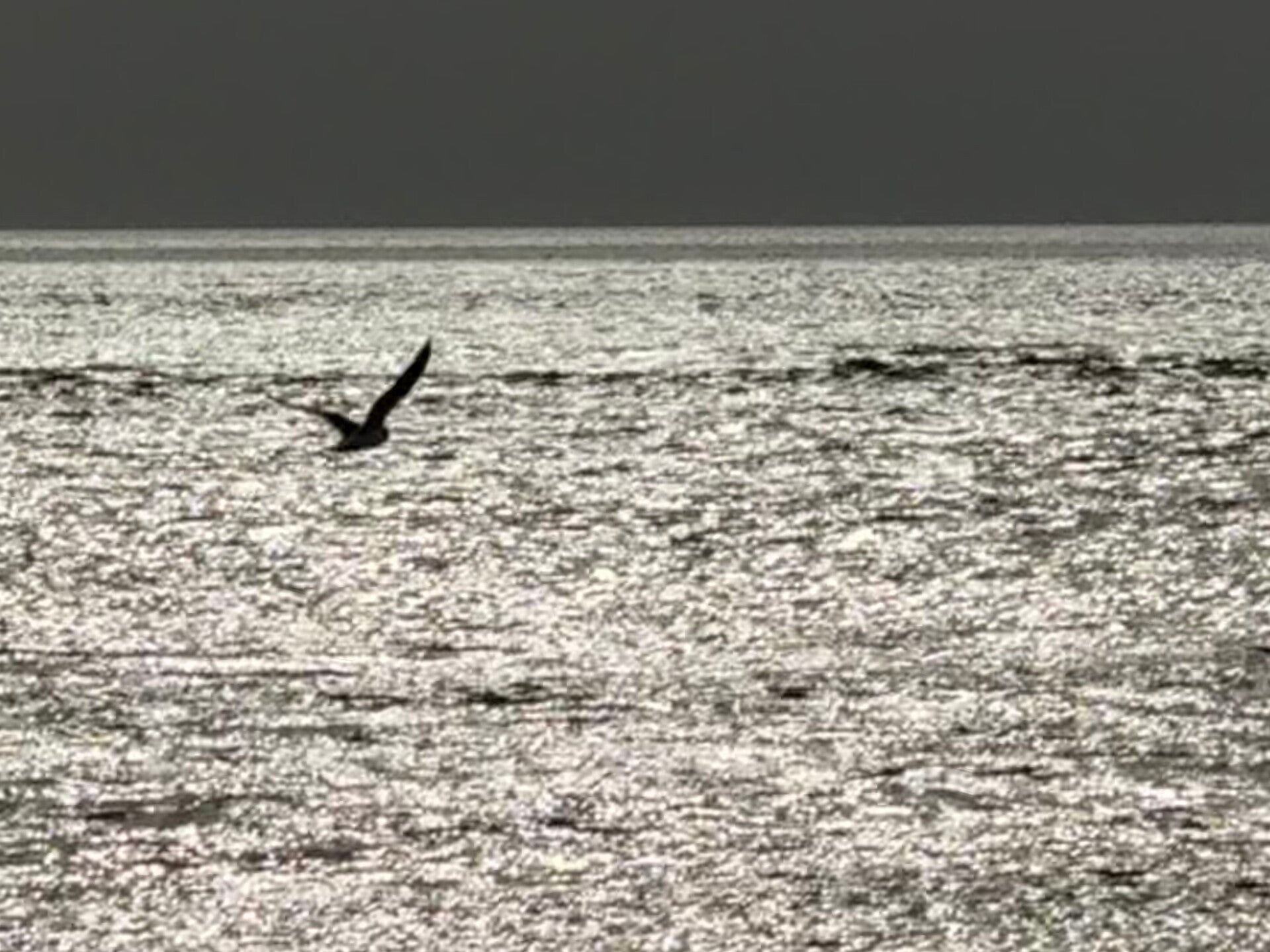 #ameland, #amelandergat, #zeehonden, #pieterburen, #vlieland,#terschelling  #rederijdoeksen, #bedandbreakfastterschelling,#bedandrelaxterschelling, #volkswagen #amarok, #terreinrijden, #strandrijden, #strandrijdenterschelling, #brandaris, #ervaarterschell