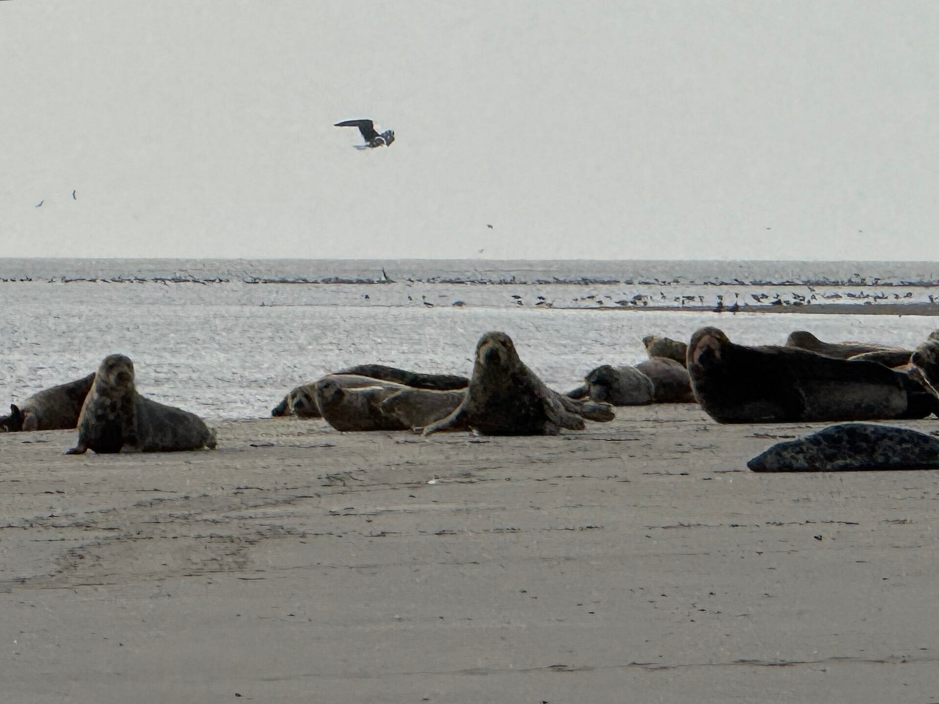 #ameland, #amelandergat, #zeehonden, #pieterburen, #vlieland,#terschelling  #rederijdoeksen, #bedandbreakfastterschelling,#bedandrelaxterschelling, #volkswagen #amarok, #terreinrijden, #strandrijden, #strandrijdenterschelling, #brandaris, #ervaarterschell