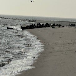 #ameland, #amelandergat, #zeehonden, #pieterburen, #vlieland,#terschelling  #rederijdoeksen, #bedandbreakfastterschelling,#bedandrelaxterschelling, #volkswagen #amarok, #terreinrijden, #strandrijden, #strandrijdenterschelling, #brandaris, #ervaarterschell