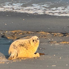 #ameland, #amelandergat, #zeehonden, #pieterburen, #vlieland,#terschelling  #rederijdoeksen, #bedandbreakfastterschelling,#bedandrelaxterschelling, #volkswagen #amarok, #terreinrijden, #strandrijden, #strandrijdenterschelling, #brandaris, #ervaarterschell