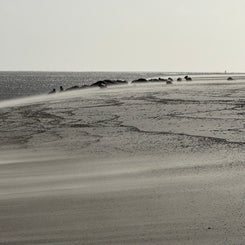 #ameland, #amelandergat, #zeehonden, #pieterburen, #vlieland,#terschelling  #rederijdoeksen, #bedandbreakfastterschelling,#bedandrelaxterschelling, #volkswagen #amarok, #terreinrijden, #strandrijden, #strandrijdenterschelling, #brandaris, #ervaarterschell