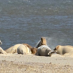 #ameland, #amelandergat, #zeehonden, #pieterburen, #vlieland,#terschelling  #rederijdoeksen, #bedandbreakfastterschelling,#bedandrelaxterschelling, #volkswagen #amarok, #terreinrijden, #strandrijden, #strandrijdenterschelling, #brandaris, #ervaarterschell