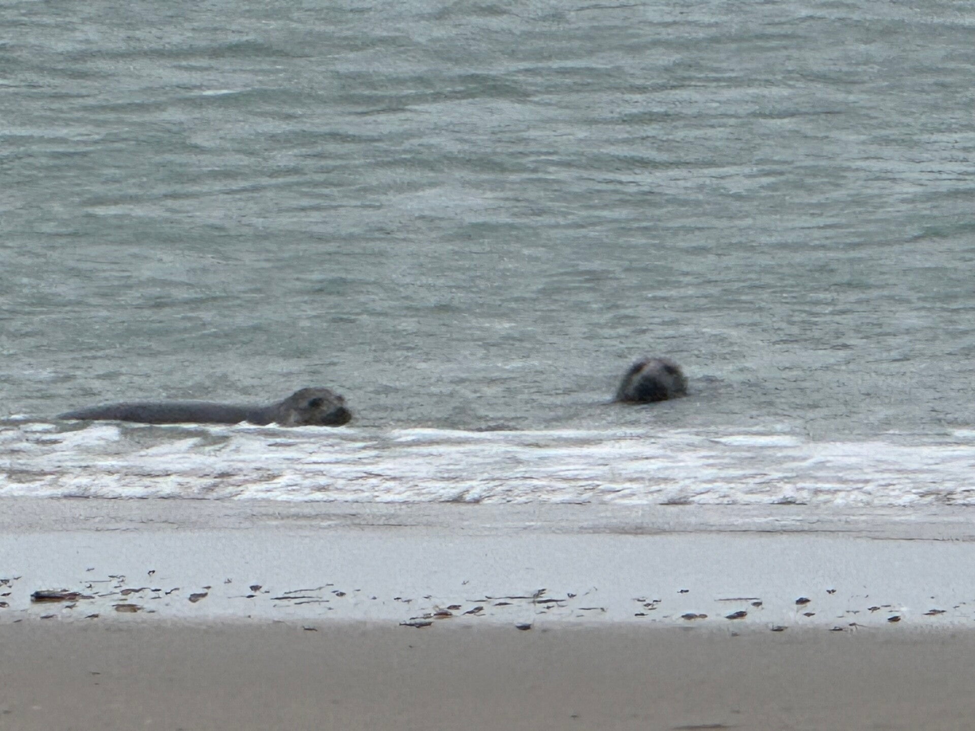 #ameland, #amelandergat, #zeehonden, #pieterburen, #vlieland,#terschelling  #rederijdoeksen, #bedandbreakfastterschelling,#bedandrelaxterschelling, #volkswagen #amarok, #terreinrijden, #strandrijden, #strandrijdenterschelling, #brandaris, #ervaarterschell