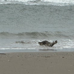 #ameland, #amelandergat, #zeehonden, #pieterburen, #vlieland,#terschelling  #rederijdoeksen, #bedandbreakfastterschelling,#bedandrelaxterschelling, #volkswagen #amarok, #terreinrijden, #strandrijden, #strandrijdenterschelling, #brandaris, #ervaarterschell