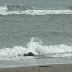 #ameland, #amelandergat, #zeehonden, #pieterburen, #vlieland,#terschelling  #rederijdoeksen, #bedandbreakfastterschelling,#bedandrelaxterschelling, #volkswagen #amarok, #terreinrijden, #strandrijden, #strandrijdenterschelling, #brandaris, #ervaarterschell