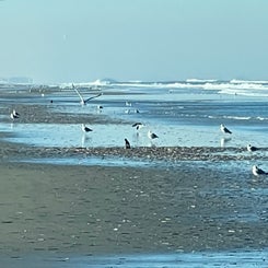 #terschelling #zand #zon #zee #duin #drenkelingenhuisje #amelandergat #ameland #vuurtoren #brandaris #4x4 #drijfzand #strandrijden #barnsteen #vogelskijken #eb #vloed #sterrenkijken #melkweg #zonsopgang #zonsondergang #foto’s #noorderlicht #aurora #vliela