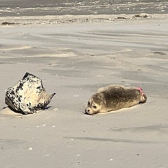 #terschelling #zand #zon #zee #duin #drenkelingenhuisje #amelandergat #ameland #vuurtoren #brandaris #4x4 #drijfzand #strandrijden #barnsteen #vogelskijken #eb #vloed #sterrenkijken #melkweg #zonsopgang #zonsondergang #foto’s #noorderlicht #aurora #vliela