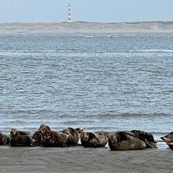 #terschelling #zand #zon #zee #duin #drenkelingenhuisje #amelandergat #ameland #vuurtoren #brandaris #4x4 #drijfzand #strandrijden #barnsteen #vogelskijken #eb #vloed #sterrenkijken #melkweg #zonsopgang #zonsondergang #foto’s #noorderlicht #aurora #vliela