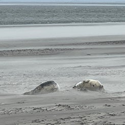 #terschelling #zand #zon #zee #duin #drenkelingenhuisje #amelandergat #ameland #vuurtoren #brandaris #4x4 #drijfzand #strandrijden #barnsteen #vogelskijken #eb #vloed #sterrenkijken #melkweg #zonsopgang #zonsondergang #foto’s #noorderlicht