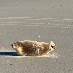 #terschelling #zand #zon #zee #duin #drenkelingenhuisje #amelandergat #ameland #vuurtoren #brandaris #4x4 #drijfzand #strandrijden #barnsteen #vogelskijken #eb #vloed #sterrenkijken #melkweg #zonsopgang #zonsondergang #foto’s #noorderlicht #aurora #vliela