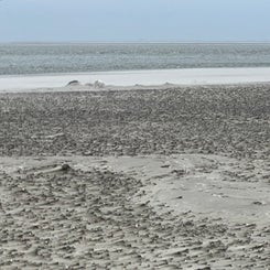 #terschelling #zand #zon #zee #duin #drenkelingenhuisje #amelandergat #ameland #vuurtoren #brandaris #4x4 #drijfzand #strandrijden #barnsteen #vogelskijken #eb #vloed #sterrenkijken #melkweg #zonsopgang #zonsondergang #foto’s #noorderlicht