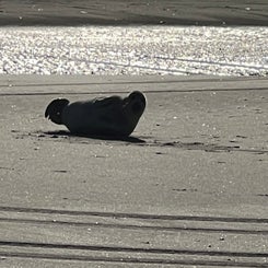 #terschelling #zand #zon #zee #duin #drenkelingenhuisje #amelandergat #ameland #vuurtoren #brandaris #4x4 #drijfzand #strandrijden #barnsteen #vogelskijken #eb #vloed #sterrenkijken #melkweg #zonsopgang #zonsondergang #foto’s #noorderlicht #aurora #vliela