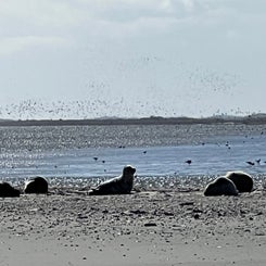 #terschelling #zand #zon #zee #duin #drenkelingenhuisje #amelandergat #ameland #vuurtoren #brandaris #4x4 #drijfzand #strandrijden #barnsteen #vogelskijken #eb #vloed #sterrenkijken #melkweg #zonsopgang #zonsondergang #foto’s 