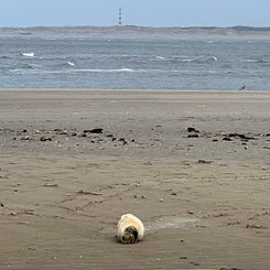 #terschelling #zand #zon #zee #duin #drenkelingenhuisje #amelandergat #ameland #vuurtoren #brandaris #4x4 #drijfzand #strandrijden #barnsteen #vogelskijken #eb #vloed #sterrenkijken #melkweg #zonsopgang #zonsondergang #foto’s #noorderlicht #aurora #vliela