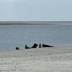 #terschelling #zand #zon #zee #duin #drenkelingenhuisje #amelandergat #ameland #vuurtoren #brandaris #4x4 #drijfzand #strandrijden #barnsteen #vogelskijken #eb #vloed #sterrenkijken #melkweg #zonsopgang #zonsondergang #foto’s #noorderlicht #aurora