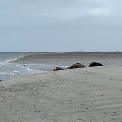 #terschelling #zand #zon #zee #duin #drenkelingenhuisje #amelandergat #ameland #vuurtoren #brandaris #4x4 #drijfzand #strandrijden #barnsteen #vogelskijken #eb #vloed #sterrenkijken #melkweg #zonsopgang #zonsondergang #foto’s #noorderlicht #aurora