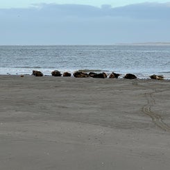 #terschelling #zand #zon #zee #duin #drenkelingenhuisje #amelandergat #ameland #vuurtoren #brandaris #4x4 #drijfzand #strandrijden #barnsteen #vogelskijken #eb #vloed #sterrenkijken #melkweg #zonsopgang #zonsondergang #foto’s #noorderlicht #aurora #vliela