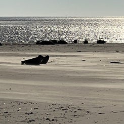 #terschelling #zand #zon #zee #duin #drenkelingenhuisje #amelandergat #ameland #vuurtoren #brandaris #4x4 #drijfzand #strandrijden #barnsteen #vogelskijken #eb #vloed #sterrenkijken #melkweg #zonsopgang #zonsondergang #foto’s #noorderlicht #aurora #vliela