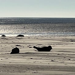 #terschelling #zand #zon #zee #duin #drenkelingenhuisje #amelandergat #ameland #vuurtoren #brandaris #4x4 #drijfzand #strandrijden #barnsteen #vogelskijken #eb #vloed #sterrenkijken #melkweg #zonsopgang #zonsondergang #foto’s #noorderlicht #aurora #vliela