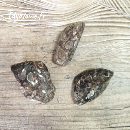 Agate turritelle, fossile roulée