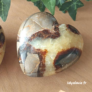 Septaria cœur 60-70 mm