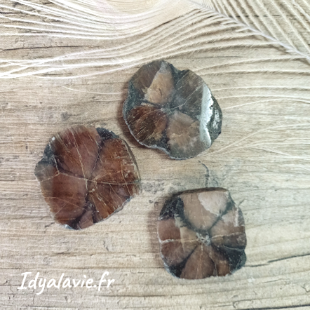 Chiastolite / Andalousite tranche