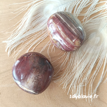 Bois fossilisé galet