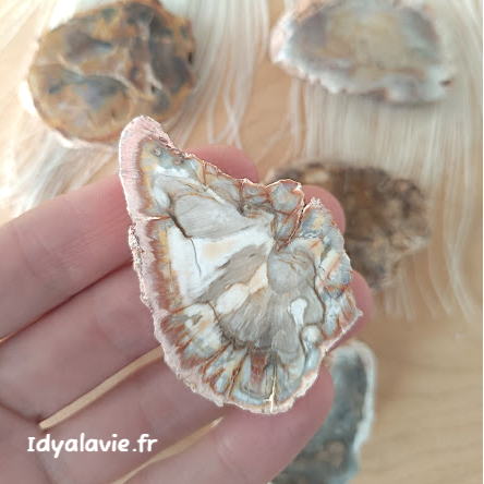 Bois fossilisé en tranche