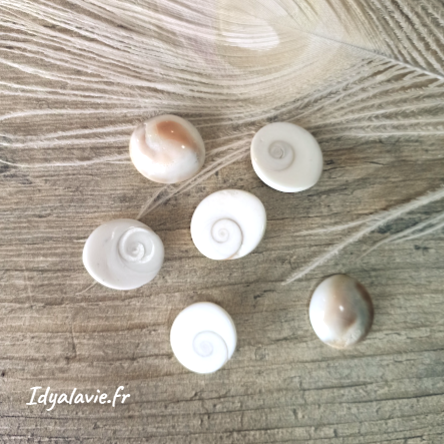 Œil de Sainte Lucie