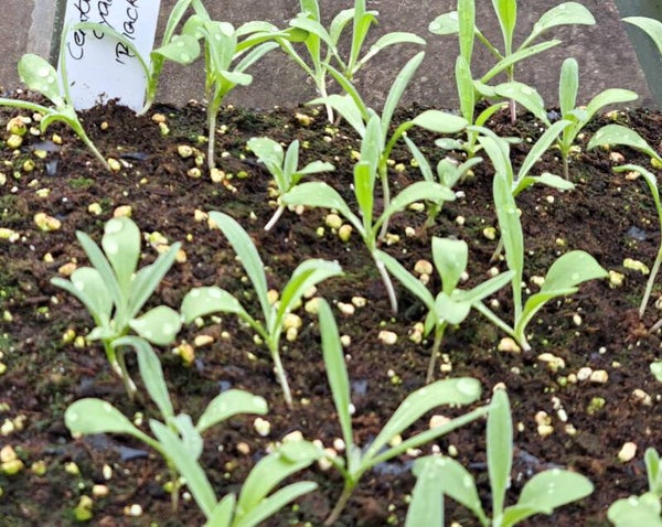 Ich bin noch auf dem Feld um Jungpflanzen, Schnittblumen und vieles mehr zu produzieren :-)